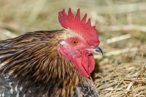 Farmyard rooster portrait with colorful plumage lying in the hay in the sun, free-range breeding in