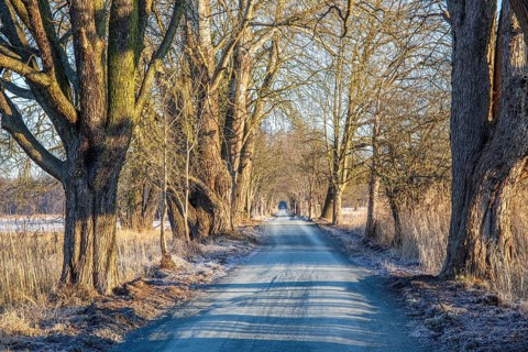 Path through an old avenue. Trees in a winter landscape with ice and frost in a nature reserve.