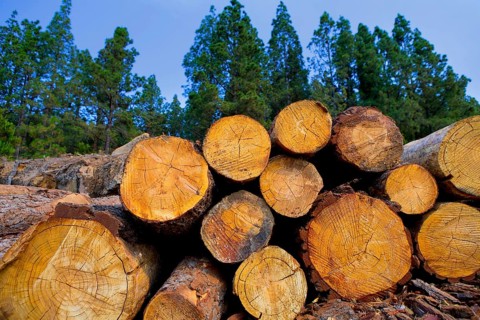 Pine tree felled for timber industry in Orotava Tenerife