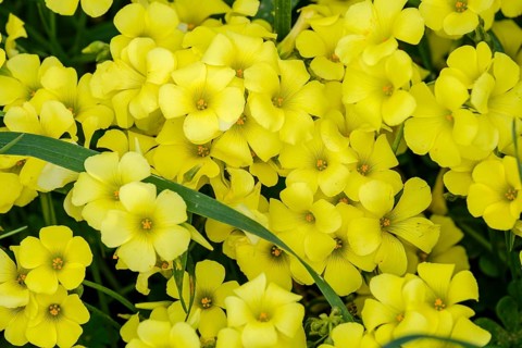 Vinagrillo flowers, Oxalis pes-caprae, orrellafuda, a Talayotic town, Ciutadella, Menorca, Balearic