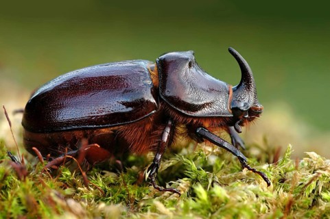 Rhinoceros beetle 1