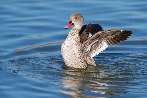 Cape teal (Anas capensis), Cape Teal, Canard du Cap, Cerceta de El Cabo, False Bay Nature Reserve /