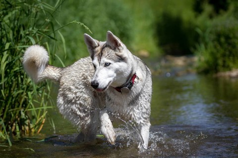 A husky dog runs through the water of a stream in the bank area