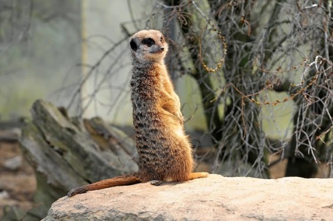Meerkat standing on a rock, surrounded by vegetation, meerkat or suricate (Suricata suricatta),