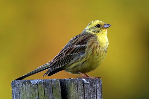 Yellowhammer, Emberiza citrinella, Yellowhammer