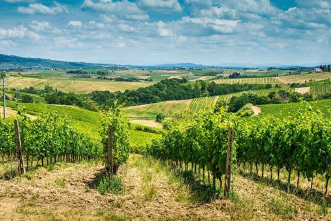 Vine plantations and farmhouse in Toscana, Italy, Europe