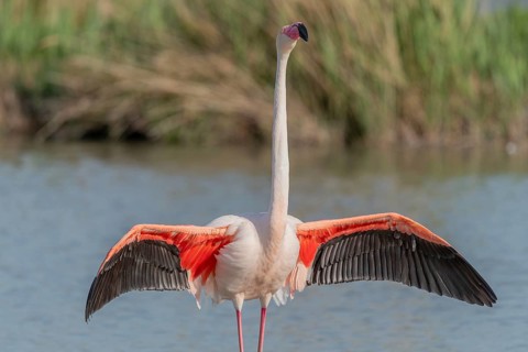 Greater Flamingo in courtship (Phoenicopterus roseus) in a swamp in spring. Saintes Maries de la