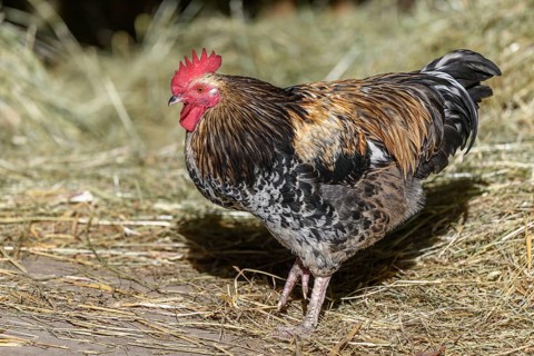 Free-ranging barnyard rooster with colorful plumage, outdoor breeding. Bas-Rhin, Collectivite