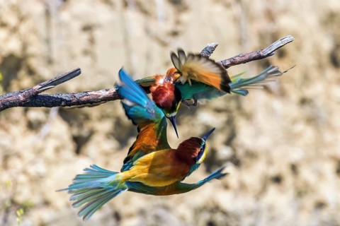 European Bee Eater In Flight (Merops Apiaster)