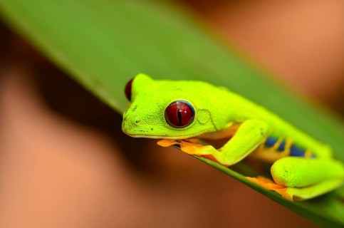 Red-eyed tree frog