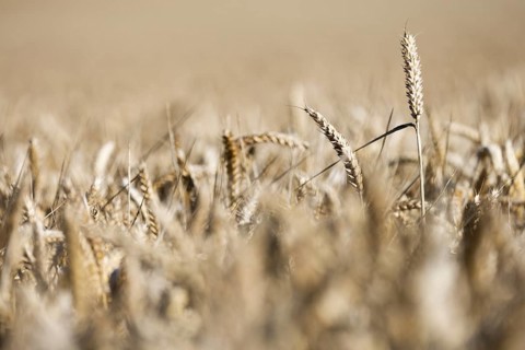 Ripe, golden ears of wheat stand close together in a sun-drenched cornfield, Coxhill,