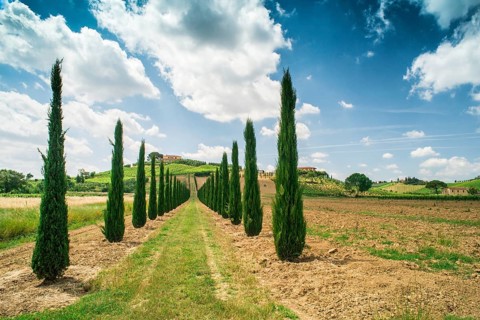 Vineyards and farm road in Tuscany, Italy, Europe