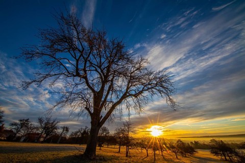 Sunrise, meadow orchard, winter
