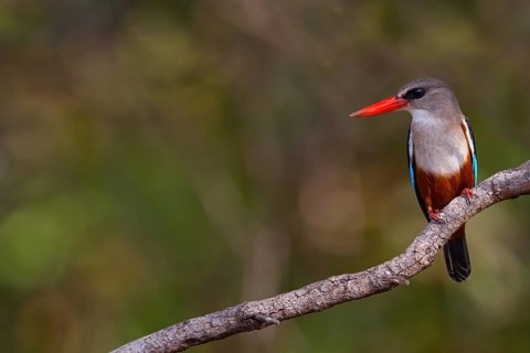 Grey-headed Kingfisher, Grey-headed Kingfisher, Tendaba camp / Tendaba photo hid, Kwinella, South
