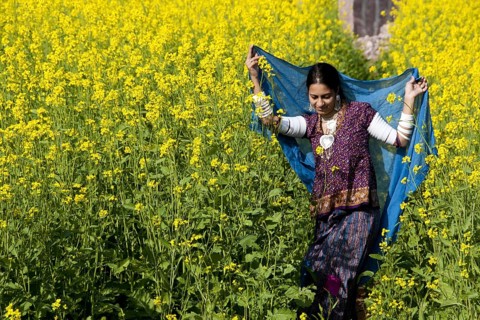 Rajasthani woman flying dupatta in Mustard crop at rajasthan India MR#786