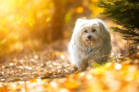 Mika on a walk at the Riedsee