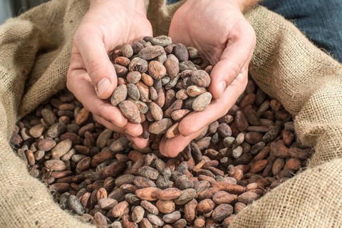 Hand holds cocoa beans in a bag