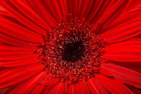 Red Gerbera flower blossom