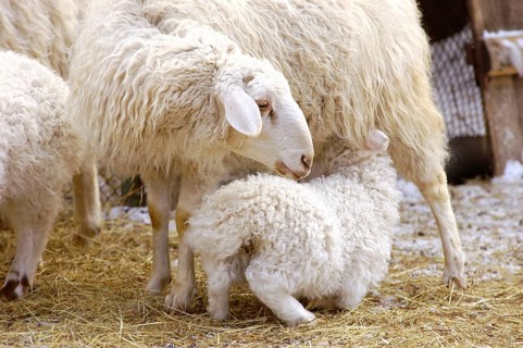 A female sheep feeds its suckling lamb