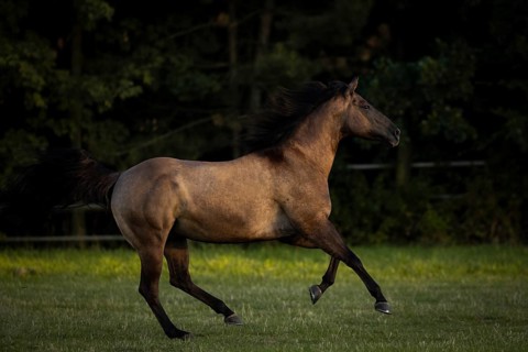 Quarter Horse mare galloping in the pasture, Austria, Europe