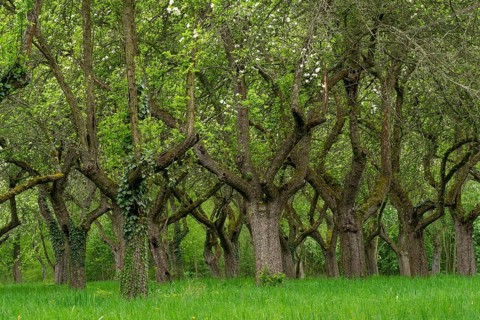 Cherry orchard. Tree trunk cherry in a row. Cherry trees alley