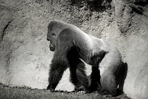 Big Gorilla walking, in black and white, outdoors shoot