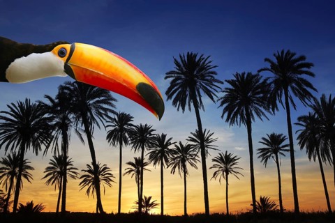 Toco toucan bird from Brazil in tropical palm tree sunset sky