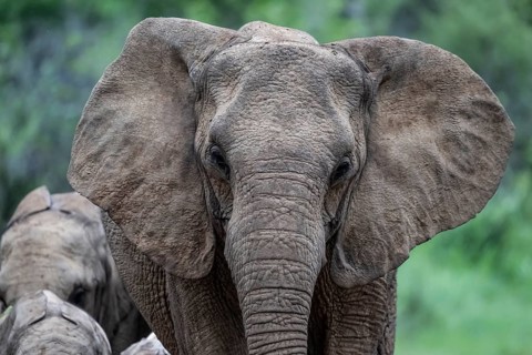 Elephant (Loxodonta africana), Qwabi Private Game Reserve, Biosphere Reserve, Limpopo, South