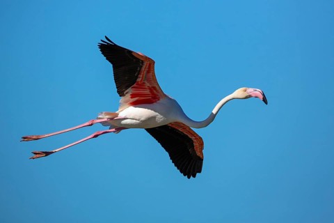 Pink flamingo, Phoenicopterus roseus, flies, Camargue, France, Europe
