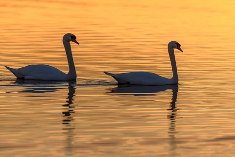 Mute swan (Cygnus olor) silhouette in the water at sunset. Bas-Rhin, Alsace, Grand Est, France,