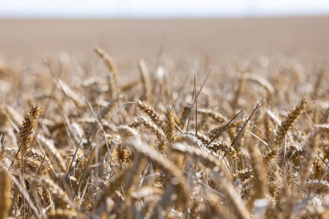 Wide wheat field with golden shining ears in summer atmosphere, Coxhill, Shepherdswell, Dover,