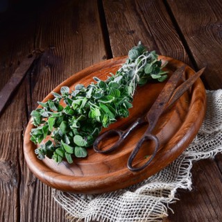 Aromatic oregano (Origanum vulgare)
