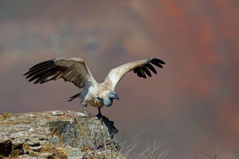 Cape Vulture, also cape griffon (Gyps coprotheres), Giant's Castle Hide, KwaZulu-Natal, South