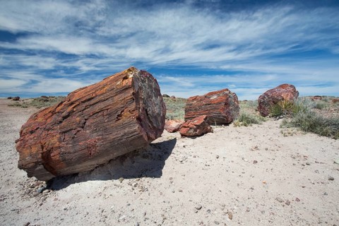 Petrified trees, Petrified Forest National Park, Arizona, USA, North America