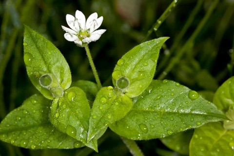 Moehringia trinervia, Moehringia trinervia, Three-nerved Sandwort