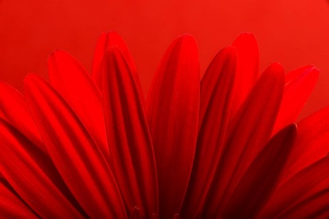 Red Gerbera flower blossom
