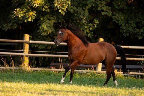 Quarter Horse gelding in the evening light in the pasture, Austria, Europe