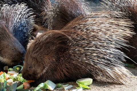 Cape porcupine eats vegetables (Hystrix africaeaustralis)