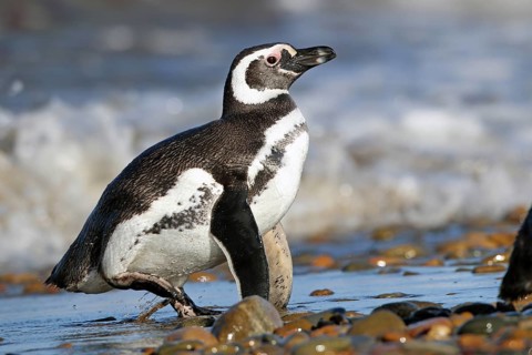 Magellanic Penguin, Spheniscus magellanicus, Patagonia, Argentina, South America