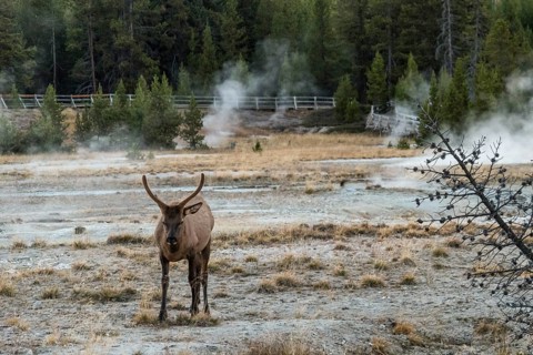 A lonely mule deer grazing in between a mud pot field in the Yellowstone NP, USA, North America