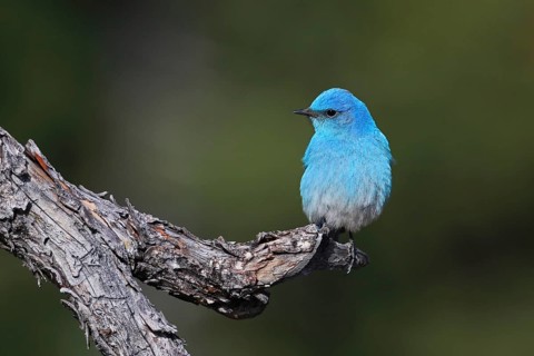 Mountain Bluebird, Sialia currucoides, Utah, USA, North America