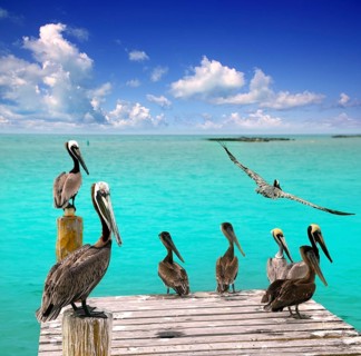 Caribbean pelican turquoise beach tropical sea view Mexico