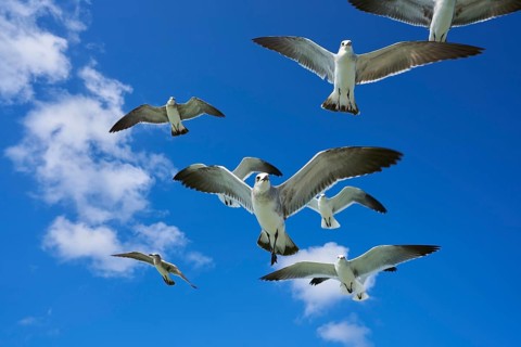 Seagulls sea gulls group flying on blue sky in Caribbean sea