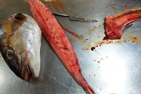 Amberjack fish head fillet process in stainless steel kitchen