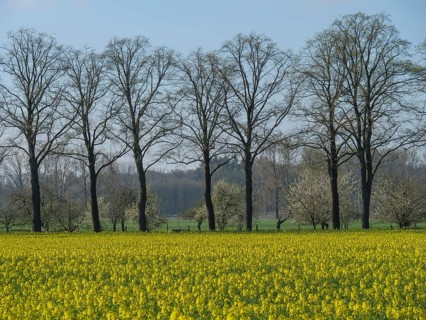 Rapeseed field in front of a row of bare trees in a sunny spring sky, metelen, westphalia, germany
