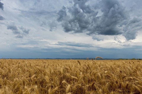 Golden wheat field and Storm clouds