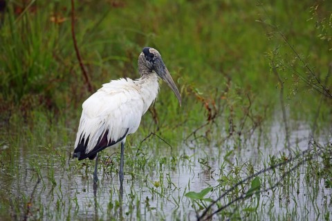Wood stork, Mycteria americana, Argentina, South America