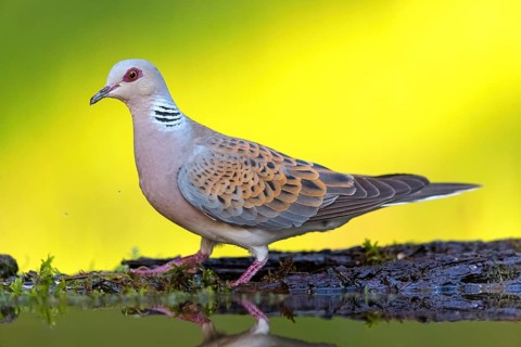 Turtle Dove, (Streptopelia turtur), Animals, Birds, Pigeons, Lesbos Island, Greece, Tiszaalp-r -