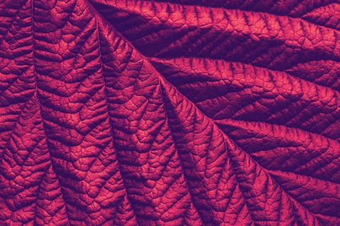 Rich maroon macro leaf texture, abstract floral background