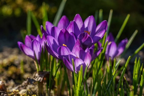 Purple crocuses blooming in sunlight with light green background, Weseke, Borken, westphalia,